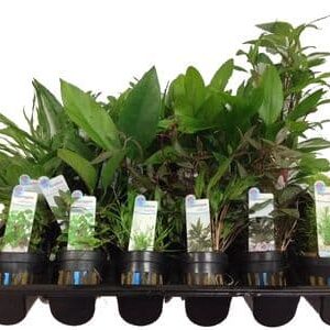 5 Mixed Potted Plants