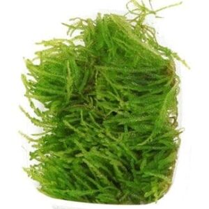 Vesicularia Ferriei 'Weeping' Moss Portion